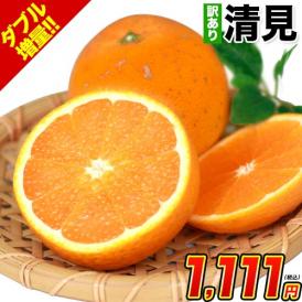 【★販売解禁★】 訳あり 清見 1.5kg 柑橘 みかん約6～約20玉前後入 送料無料 熊本産 《2月下旬-3月中旬頃より発送予定》 デコポン(不知火) はるみ せとか の生みの親