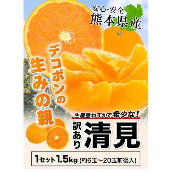 【★販売解禁★】 訳あり 清見 1.5kg 柑橘 みかん約6～約20玉前後入 送料無料 熊本産 《1-5営業日以内に発送予定》 デコポン(不知火) はるみ せとか の生みの親02