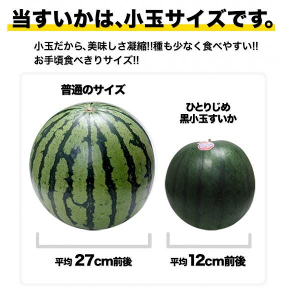 小玉 スイカ 訳あり 黒小玉 熊本県産 すいか 【1玉/1.5kg以上】送料無料 すいかの本場 生産量 日本一 名産地 熊本 家庭用 自家用 ジュース お取り寄せ お取り寄せグルメ04
