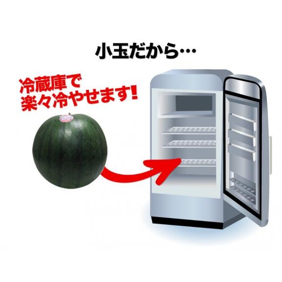 小玉 スイカ 訳あり 黒小玉 熊本県産 すいか 【1玉/1.5kg以上】送料無料 すいかの本場 生産量 日本一 名産地 熊本 家庭用 自家用 ジュース お取り寄せ お取り寄せグルメ05
