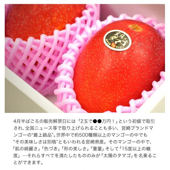 本場宮崎県産マンゴー 秀品 太陽のタマゴ  送料無料 ギフト フルーツ 2Lサイズ 1玉約350g〜約499g  【6月下旬-7月上旬頃より発送予定】03