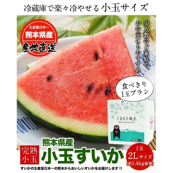 スイカ 熊本 贈り物 ギフト 送料無料 小玉スイカ 熊本県産 1玉 2Lサイズ 1.4kg以上 果物 フルーツ 旬 食品 すいか 生産量 日本一 《3-7営業日以内発送予定（土日祝除く）》02