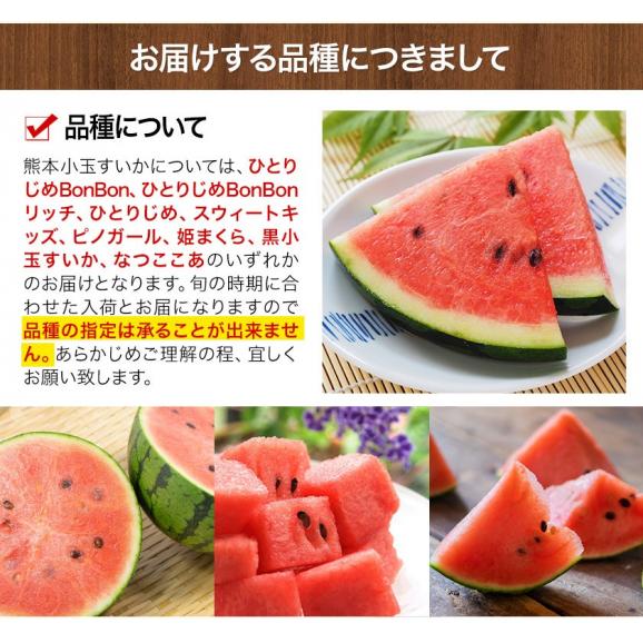 スイカ 熊本 贈り物 ギフト 送料無料 小玉スイカ 熊本県産 1玉 2Lサイズ 1.4kg以上 果物 フルーツ 旬 食品 すいか 生産量 日本一 《3-7営業日以内発送予定（土日祝除く）》05