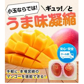 宮崎県産 秀品 小玉マンゴー 2玉パック 1玉約240g〜約309g Mサイズ クール便 送料無料 極甘 完熟《6月下旬～7月上旬出荷予定》