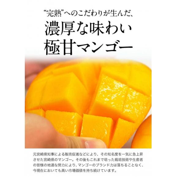 宮崎県産 秀品 小玉マンゴー 2玉パック 1玉約240g〜約309g Mサイズ クール便 送料無料 極甘 完熟《7月上旬～7月下旬出荷予定》02