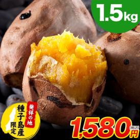 さつまいも 種子島産 訳あり 安納芋 焼き芋 1.5kg 送料無料 さつま芋 スイーツ サツマイモ 《11月中旬-12月上旬頃発送予定）》 |