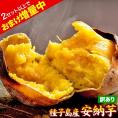 さつまいも 種子島産 訳あり 安納芋 焼き芋 1.5kg 送料無料 さつま芋 スイーツ サツマイモ 《1-5営業日以内に出荷予定（土日祝日除く）》