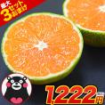 【日本最速級出荷！】小玉 みかん 送料無料 訳あり ミカン 小粒 1.5kg 【家庭用 サイズ 箱買い 】 果物 小粒 熊本 極早生 柑橘 九州 |