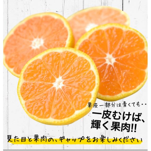 【予約解禁★1222円⇒早割1111円】小玉 みかん 送料無料 訳あり ミカン 小粒 1.5kg 【5kg以下(5キロ・5k)  家庭用 サイズ 箱買い 】 果物 小粒 熊本 極早生 柑橘 九州 03