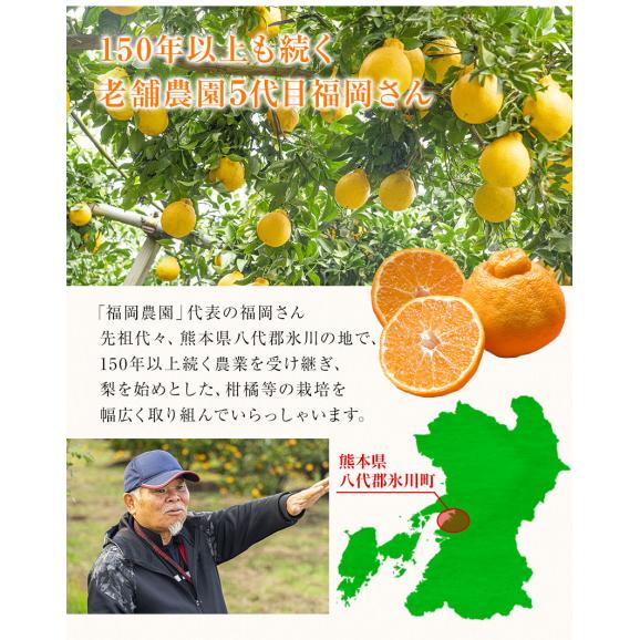 福岡農園 不知火 柑橘 3.5kg前後 送料無料 熊本県産  果物 フルーツ お年賀 ギフト デコポン と同品種1月中旬-1月下旬に発送予定03