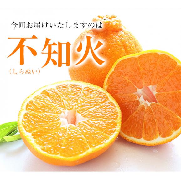 福岡農園 不知火 柑橘 3.5kg前後 送料無料 熊本県産  果物 フルーツ お年賀 ギフト デコポン と同品種1月中旬-1月下旬に発送予定04