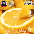 【クーポン付き】河内晩柑 1.5kg 送料無料 (大4セット分おまけ増量) 和製 グレープフルーツ おまけ フルーツ 果物 最大約 10kg 訳あり 晩柑 熊本県産《1-5営業日以内に発送予定》
