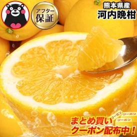 【クーポン付き】河内晩柑 1.5kg 送料無料 (大4セット分おまけ増量) 和製 グレープフルーツ おまけ フルーツ 果物 最大約 10kg  訳あり  晩柑 熊本県産《1-5営業日以内に発送予定》