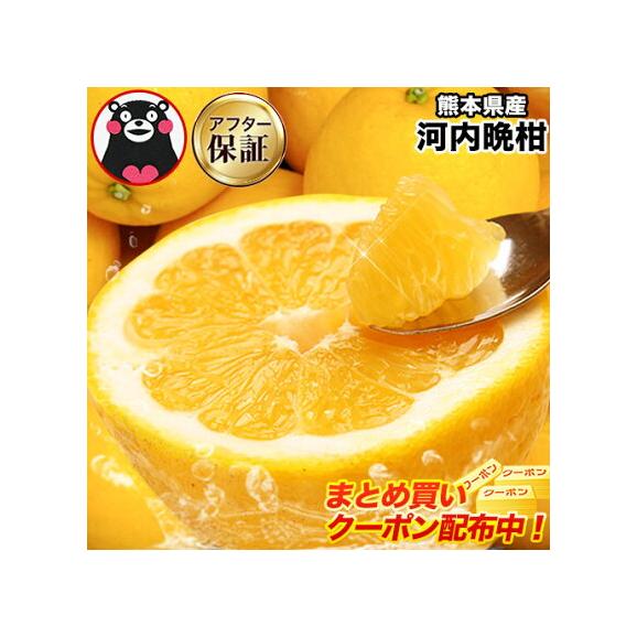【クーポン付き】河内晩柑 1.5kg 送料無料 (大4セット分おまけ増量) 和製 グレープフルーツ おまけ フルーツ 果物 最大約 10kg 訳あり 晩柑 熊本県産《1-5営業日以内に発送予定》01