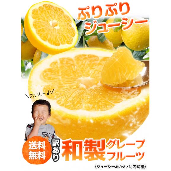  【3セット購入で実質半額！！】河内晩柑 1.5kg 送料無料 和製 グレープフルーツ フルーツ 果物 みかん 4.5kg  9kg 訳あり 柑橘 晩柑 熊本県産 《1-5営業日発送予定（土日除く）》02