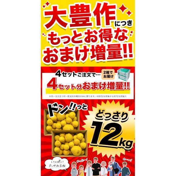 【クーポン付き】河内晩柑 1.5kg 送料無料 (大4セット分おまけ増量) 和製 グレープフルーツ おまけ フルーツ 果物 最大約 10kg 訳あり 晩柑 熊本県産《1-5営業日以内に発送予定》02