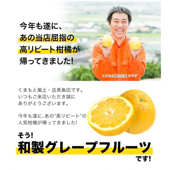  【3セット購入で実質半額！！】河内晩柑 1.5kg 送料無料 和製 グレープフルーツ フルーツ 果物 みかん 4.5kg  9kg 訳あり 柑橘 晩柑 熊本県産 《1-5営業日発送予定（土日除く）》03