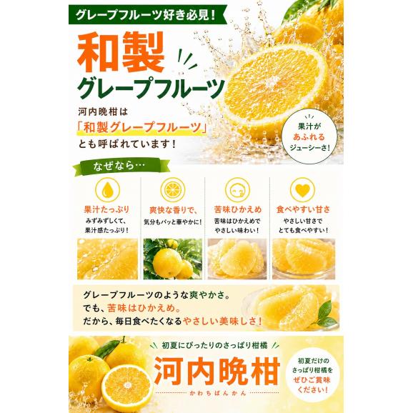 【クーポン付き】河内晩柑 1.5kg 送料無料 (大4セット分おまけ増量) 和製 グレープフルーツ おまけ フルーツ 果物 最大約 10kg 訳あり 晩柑 熊本県産《1-5営業日以内に発送予定》03