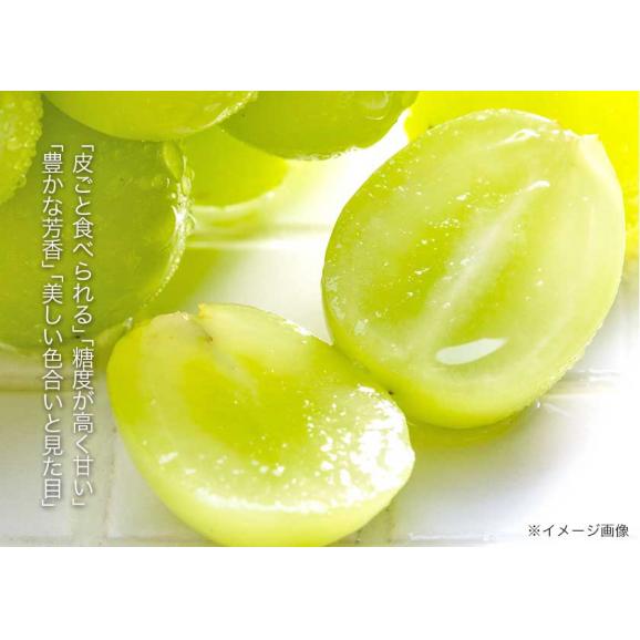 【最大1,500円OFF★送料無料 ★】 シャインマスカット 1kg前後  フルーツギフト 贈答用 プレゼント ギフト 果物 マスカット ぶどう ブドウ 九州産 【3-7営業日に出荷予定】04