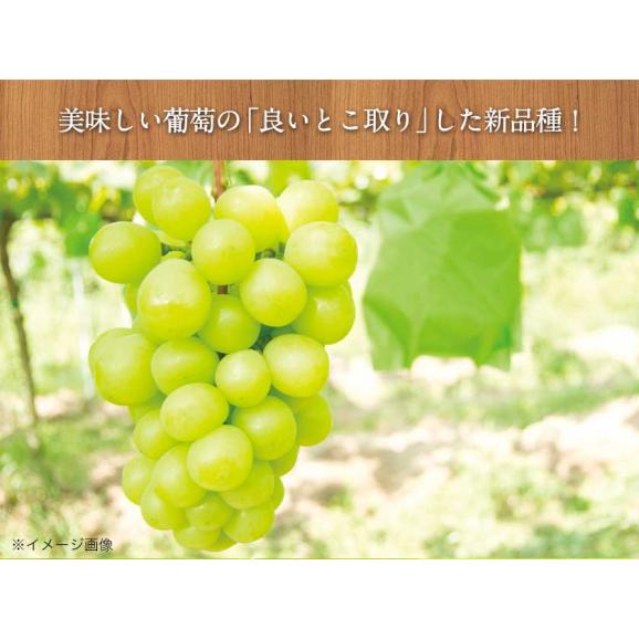【最大1,500円OFF★送料無料 ★】 シャインマスカット 1kg前後  フルーツギフト 贈答用 プレゼント ギフト 果物 マスカット ぶどう ブドウ 九州産 【3-7営業日に出荷予定】05