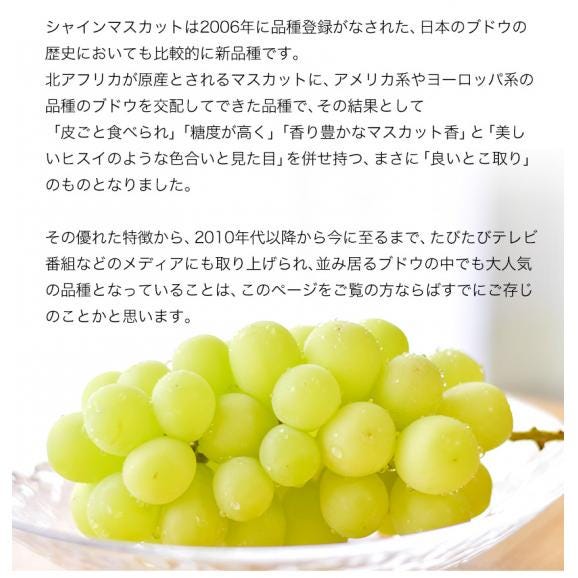 【最大1,500円OFF★送料無料 ★】 シャインマスカット 1kg前後  フルーツギフト 贈答用 プレゼント ギフト 果物 マスカット ぶどう ブドウ 九州産 【3-7営業日に出荷予定】06