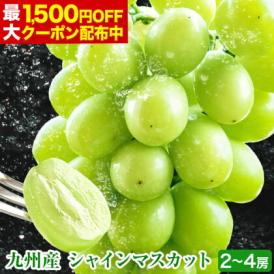 【最大1,500円OFF★送料無料 ★】 シャインマスカット 1kg-1.2kg前後 贈答用 プレゼント ギフト 果物 マスカット ぶどう ブドウ 九州産 皮ごと 熨斗《7月末-8月中旬に出荷予定》