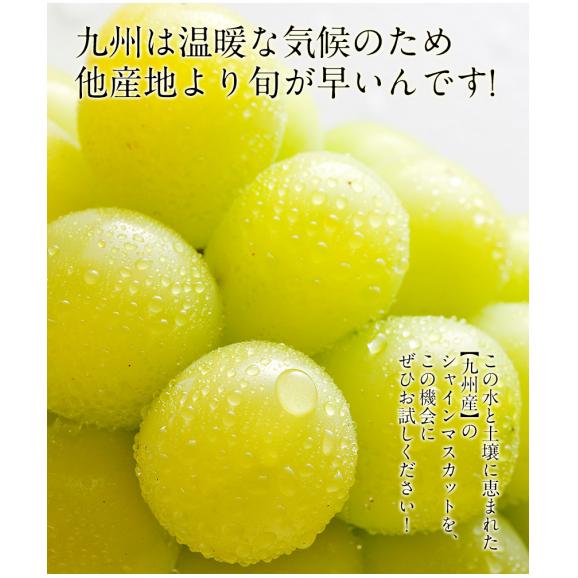【クーポンで最大1500円OFF】旬の味覚 九州産 シャインマスカット 約1.2kg 約300g×4房  ぶどう 皮ごと食べられる フルーツ ギフト 贈答用 7-14営業日以内に発送予定(土日祝除く)02