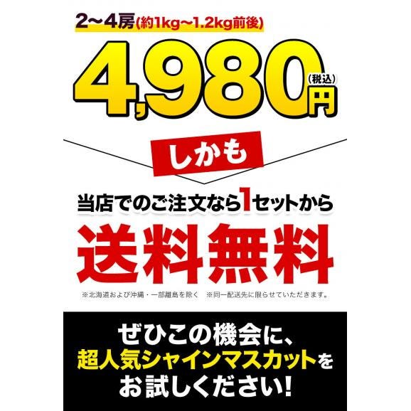 【最大1,500円OFF★送料無料 ★】 シャインマスカット 1kg-1.2kg前後 贈答用 プレゼント ギフト 果物 マスカット ぶどう ブドウ 九州産 皮ごと 熨斗《7月末-8月中旬に出荷予定》02