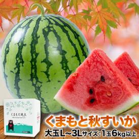 秋すいか 熊本 大玉 スイカ すいか お中元 訳あり ジャンボスイカ 送料無料  熊本県産 6kg以上 旬 の 果物 夏 キャンプ 家庭用 自家用 フルーツ 果物 甘い 《7-14営業以内に発送予定》