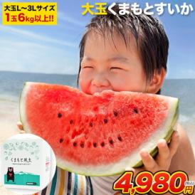大玉 すいか  6kg以上 熊本県産 送料無料 スイカ お中元 訳あり ジャンボスイカ   熊本 旬 の 果物 夏 キャンプ 家庭用 自家用 フルーツ 果物 甘い 《1-5営業日以内に出荷予定》