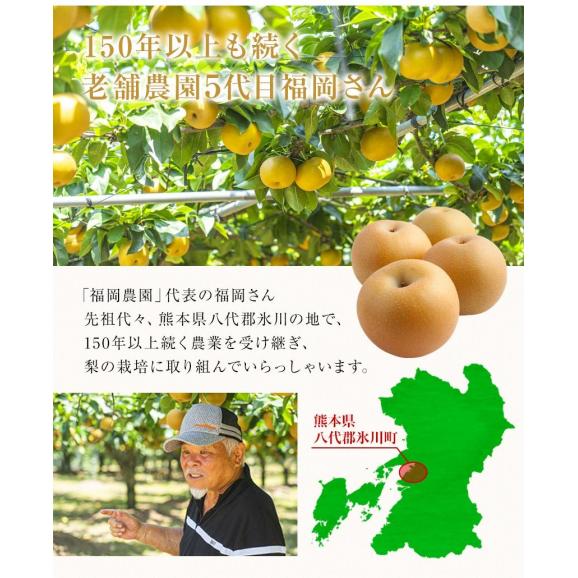 【最大1セット分無料！】 梨 なし 福岡農園  ナシ 秋月 あきづき 吉野梨 1.5kg前後 (3〜5玉)  送料無料 熊本県産 熊本 お試し 旬 果物 旬 フルーツ  《9月上旬-9月下旬頃より配送02