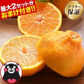 熊本県産 訳あり デコみかん 送料無料  1.5kg 不知火 みかん ミカン デコポン 同品種 熊本 柑橘  《7-14営業日以内に出荷予定（土日祝日を除く）》