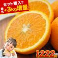 【セット購入で最大+3kgおまけ付き！】 スイートスプリング 1.5kg 訳あり 熊本県産 送料無料 旬 の みかん 熊本産 取り寄せ 通販 《1-5営業日以内に発送予定（土日祝除く））》