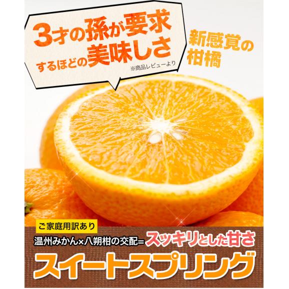 【セット購入で最大+3kgおまけ付き！】 スイートスプリング 1.5kg 訳あり 熊本県産 送料無料 旬 の みかん 熊本産 取り寄せ 通販 《1-5営業日以内に発送予定（土日祝除く））》02