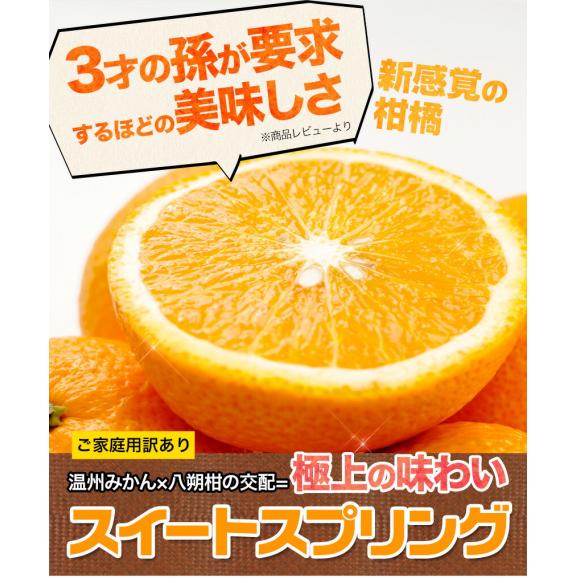 【セット購入で最大+3kgおまけ付き!】 スイートスプリング 1.5kg 訳あり 熊本県産 送料無料 旬 の みかん 熊本産 取り寄せ 通販 《1-5営業日以内に発送予定(土日祝除く))》02