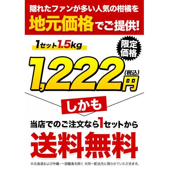 【セット購入で最大+3kgおまけ付き!】 スイートスプリング 1.5kg 訳あり 熊本県産 送料無料 旬 の みかん 熊本産 取り寄せ 通販 《1-5営業日以内に発送予定(土日祝除く))》03