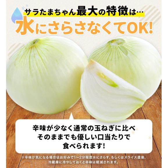 【3セット購入で3セット分おまけ付き！】 熊本県産 サラたまちゃん 訳あり 送料無料 1.5kg たまねぎ 玉ねぎ タマネギ 熊本 野菜   《1-5営業日以内に出荷予定(土日祝日除く)》02