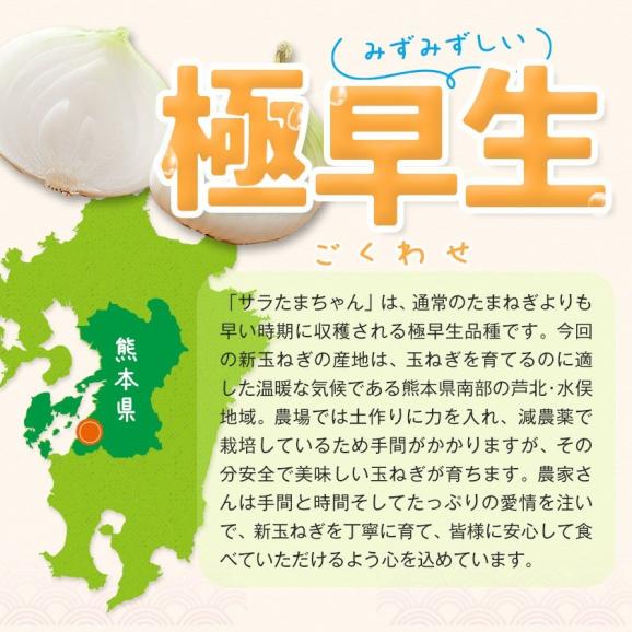 【3セット購入で3セット分おまけ付き！】 熊本県産 サラたまちゃん 訳あり 送料無料 1.5kg たまねぎ 玉ねぎ タマネギ 熊本 野菜   《1-5営業日以内に出荷予定(土日祝日除く)》03
