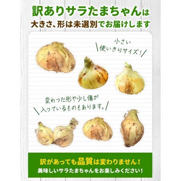 【3セット購入で3セット分おまけ付き！】 熊本県産 サラたまちゃん 訳あり 送料無料 1.5kg たまねぎ 玉ねぎ タマネギ 熊本 野菜   《1-5営業日以内に出荷予定(土日祝日除く)》04