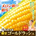 ゴールドラッシュ 名寄市 6本入り 350〜400g 朝採り フルーツコーン 送料無料 とうもろこし スイートコーン 極甘 お取り寄せ 北海道産《8月中旬-9月上旬頃より発送予定(土日祝除く