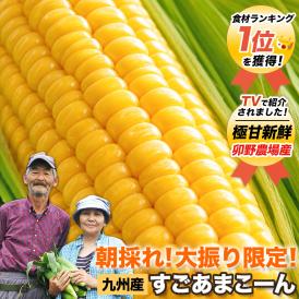 とうもろこし 高糖度 3L L  増量 特典付き トウモロコシ フルーツコーン 甘い セール 朝採れ