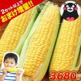 【最大777円OFFクーポン配布！！】 日本最速出荷 スイートコーン 7本入り (3L~L サイズ)  とうもろこし セット購入でおまけ付き 朝採り トウモロコシ 《6月中旬～7月下旬頃より発送予定》