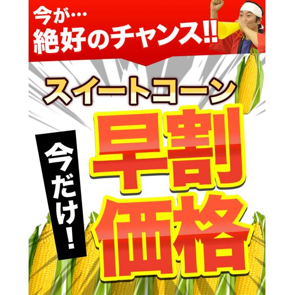 【★5/27 11:59まで早割価格★】 とうもろこし スイートコーン 5本入り (3L~L サイズ) 朝採り 生で食べられる 送料無料 ゴールドラッシュ 《6月中旬〜7月上旬頃より発送予定》02