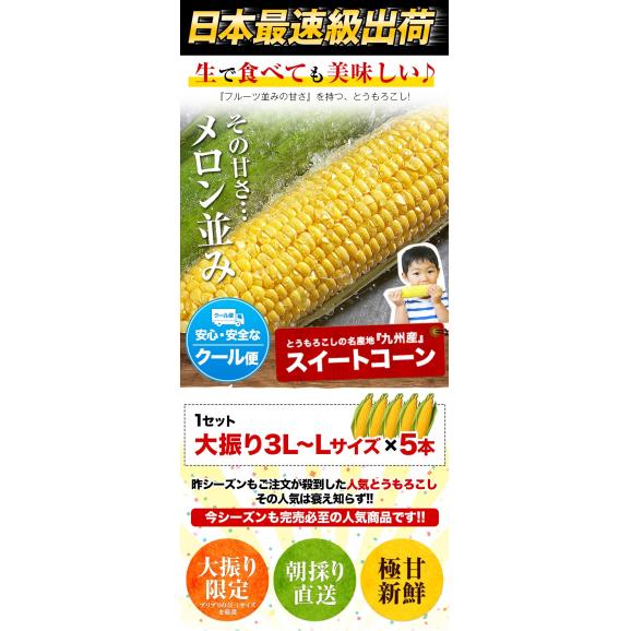 【★5/27 11:59まで早割価格★】 とうもろこし スイートコーン 5本入り (3L~L サイズ) 朝採り 生で食べられる 送料無料 ゴールドラッシュ 《6月中旬〜7月上旬頃より発送予定》03