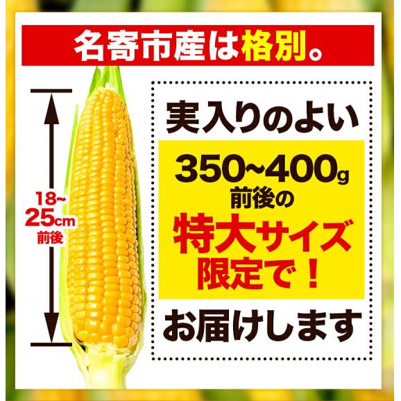 ゴールドラッシュ 名寄市 6本入り 350〜400g 朝採り フルーツコーン 送料無料 とうもろこし スイートコーン 極甘 お取り寄せ 北海道産《8月中旬-9月上旬頃より発送予定(土日祝除く05