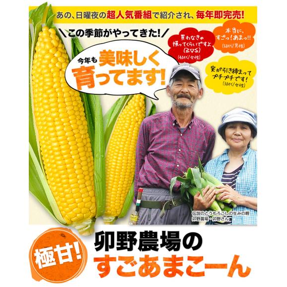 【★期間限定セール★】 日本最速出荷 スイートコーン 7本入り (3L~L サイズ)  とうもろこし セット購入でおまけ付き 朝採り トウモロコシ 《7月上旬～8月上旬頃より発送予定》04