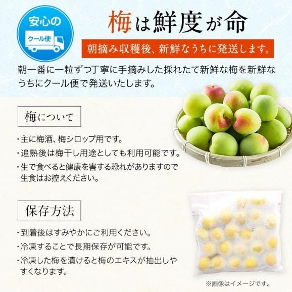 愛知県産 梅 15キロ 6月収穫後発送 クール便 愛知県産 梅 15キロ 6月収穫後発送 クール便 愛知県産