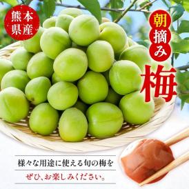 【2セット以上でおまけ付き！】 熊本県産 朝摘み 梅 1.5kg 訳あり  3L・2L・L ・M サイズ不選別 熊本県 つけもの 梅酒 漬物 梅 梅干し うめぼし 朝採り 南高梅 白加賀 露茜