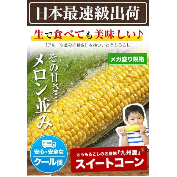 ＼超メガ盛り！／とうもろこし 50本 大容量 スイートコーン ゴールドラッシュ サニーショコラ 味来 恵味 すごあまこーん 約15kg～約20.5kg 50本入り (3L~L サイズ) 朝採り 九州産02