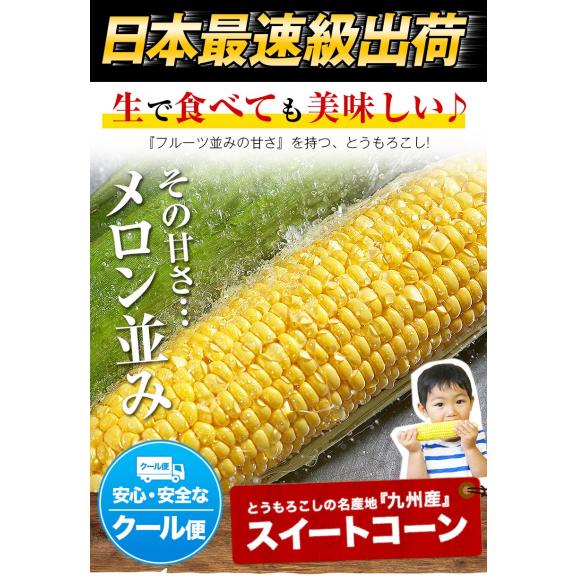 ＼超メガ盛り！／とうもろこし 50本 大容量 スイートコーン ゴールドラッシュ サニーショコラ 味来 恵味 すごあまこーん 約15kg～約20.5kg 50本入り (3L~L サイズ) 朝採り 九州産05